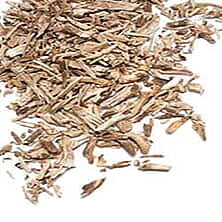 Chicory - Cichorium intybus